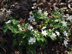 Isopyrum thalictroides