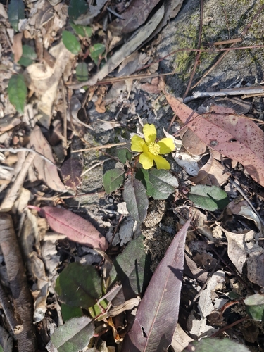 Toothed Guinea Flower