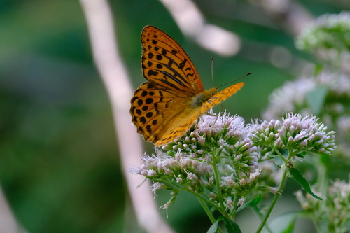 Silver-washed Fritillary
