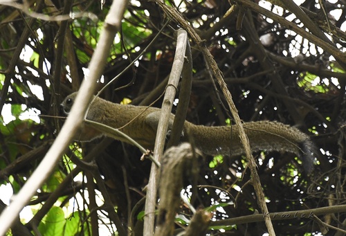 Northern Gray-bellied Squirrel