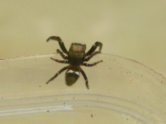 Metaphidippus manni