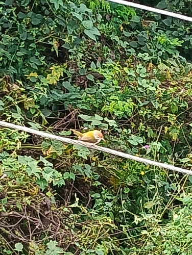 Common Tailorbird