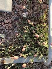 Silene uniflora uniflora