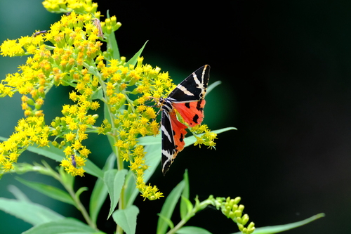 Jersey Tiger