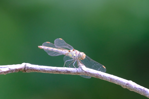 Common Darter