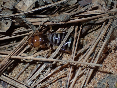 iNaturalist observation photo of Jerusalem Crickets