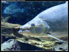 Giant Tigerfish photo 2
