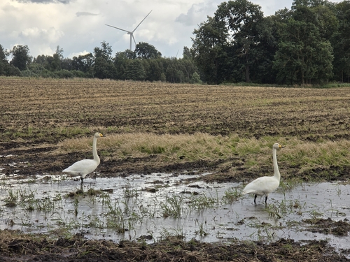 Whooper Swan