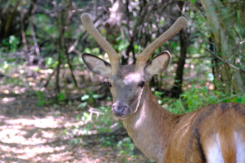 Red Deer