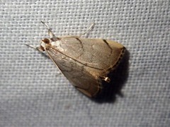Hyalobathra