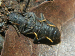 Nyctoporis sponsa