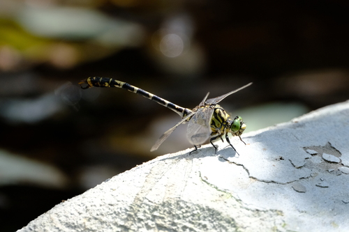 Small Pincertail