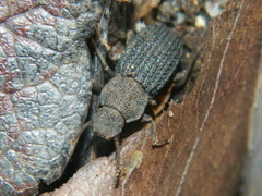 Nyctoporis sponsa