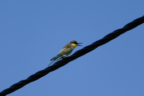 European Bee-eater