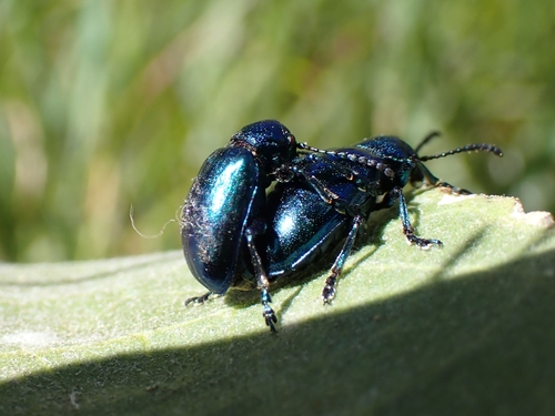 iNaturalist observation photo of Cobalt Milkweed Beetle