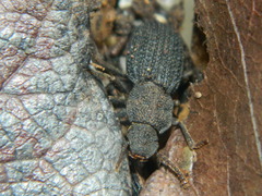 Nyctoporis sponsa