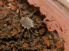Ortholasma levipes