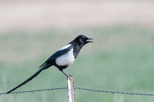 Black-billed Magpie, photo 5 of 10