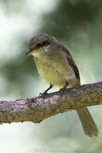 Grey-backed Shrike