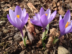 Crocus veluchensis