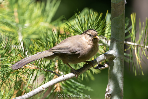 Pere David's Laughingthrush