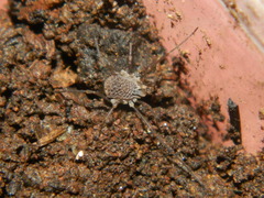 Ortholasma levipes
