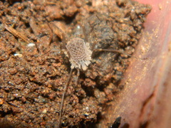 Ortholasma levipes