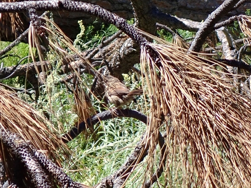 iNaturalist observation photo of Fox Sparrow