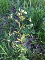 Cardamine amara