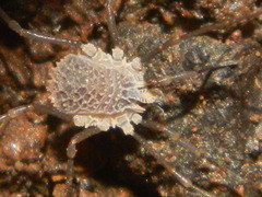 Ortholasma levipes