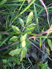 Cardamine amara