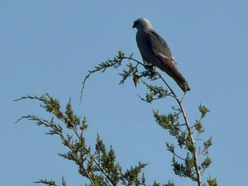 Mississippi Kite