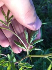 Cardamine amara