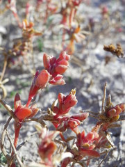 Petrosimonia oppositifolia