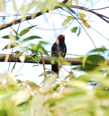 Chrysococcyx xanthorhynchus