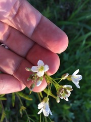 Cardamine amara