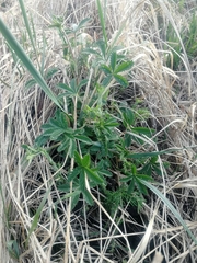 Potentilla chrysantha