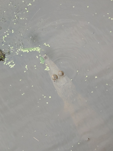 American Crocodile