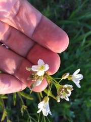 Cardamine amara