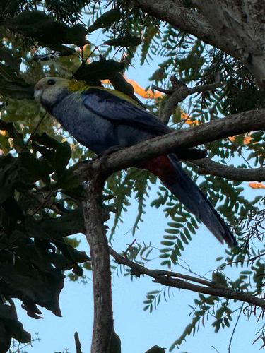Pale-headed Rosella