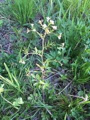 Cardamine amara