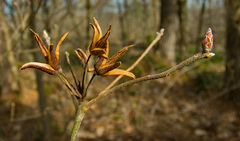 Rhododendron prinophyllum