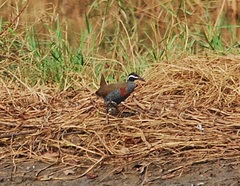 Gallirallus torquatus