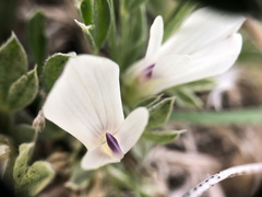 Astragalus gilviflorus