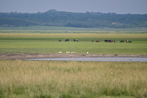 Eurasian Spoonbill