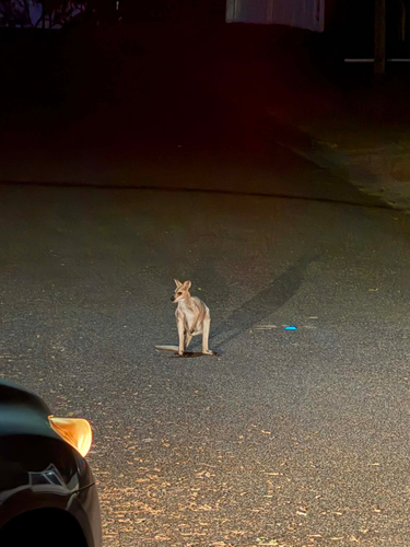 Red-necked Wallaby