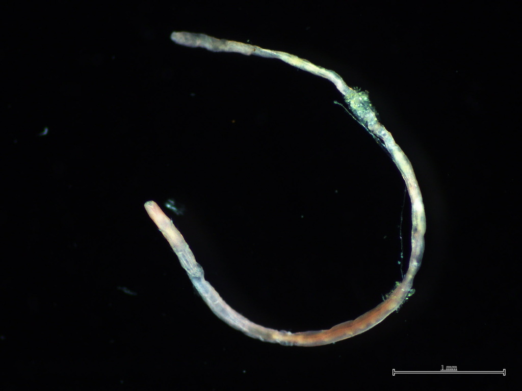 Galathowenia minuta
