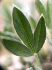 Astragalus gilviflorus