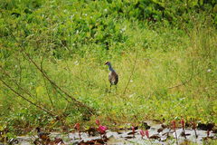 Porphyrio pulverulentus