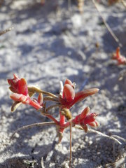 Petrosimonia oppositifolia